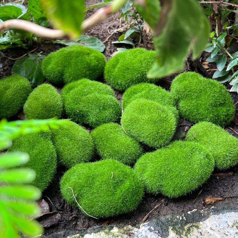5/30pcs Simulation Moss Stone  - Terrarium Moss Art recensie en prijs