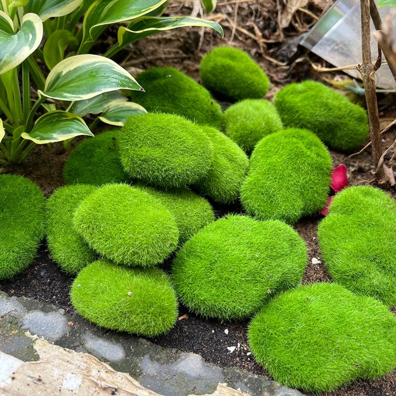 5/30pcs Simulation Moss Stone  - Terrarium Moss Art recensie en prijs