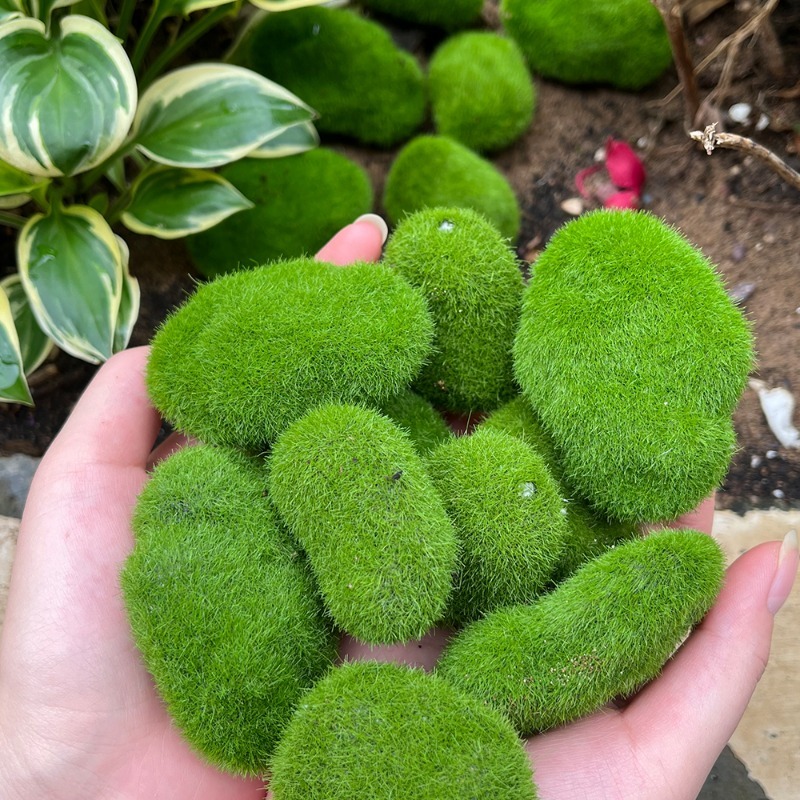 5/30pcs Simulation Moss Stone  - Terrarium Moss Art recensie en prijs