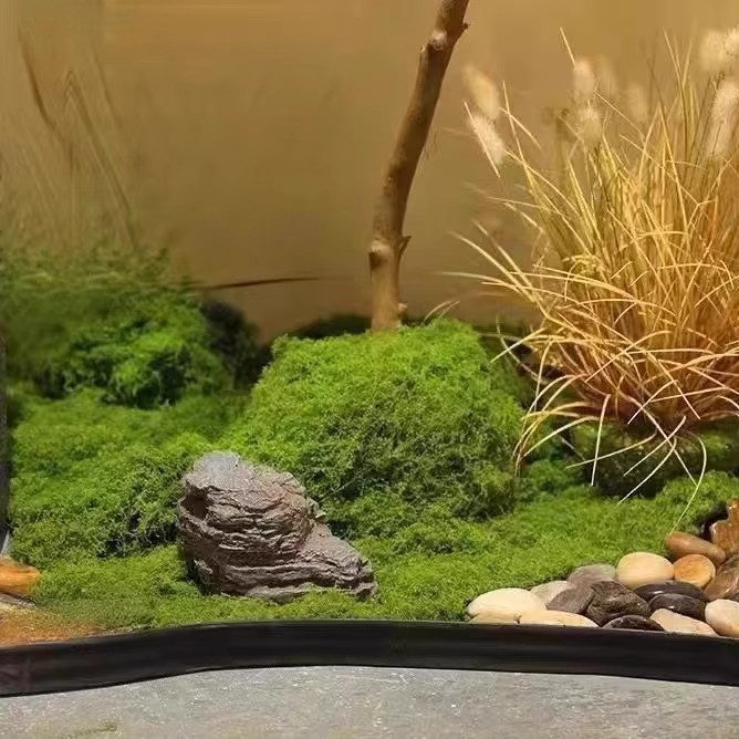 200g Eternal Life Moss DIY Cra - Terrarium Moss Art recensie en prijs