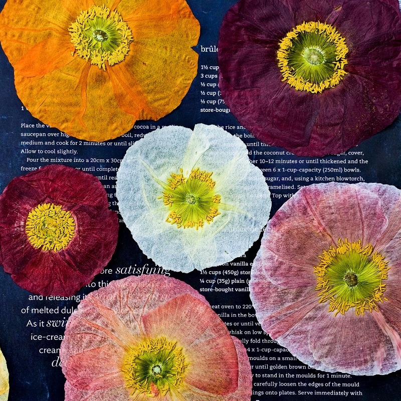 1pcs,Nature Field Poppy Presse - Resin Craft Ideas recensie en prijs