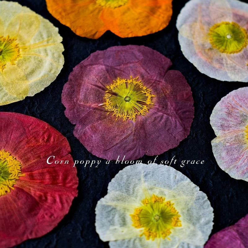 1pcs,Nature Field Poppy Presse - Resin Craft Ideas recensie en prijs