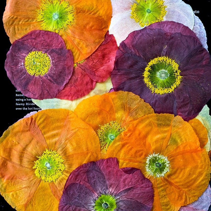 1pcs,Nature Field Poppy Presse - Resin Craft Ideas recensie en prijs