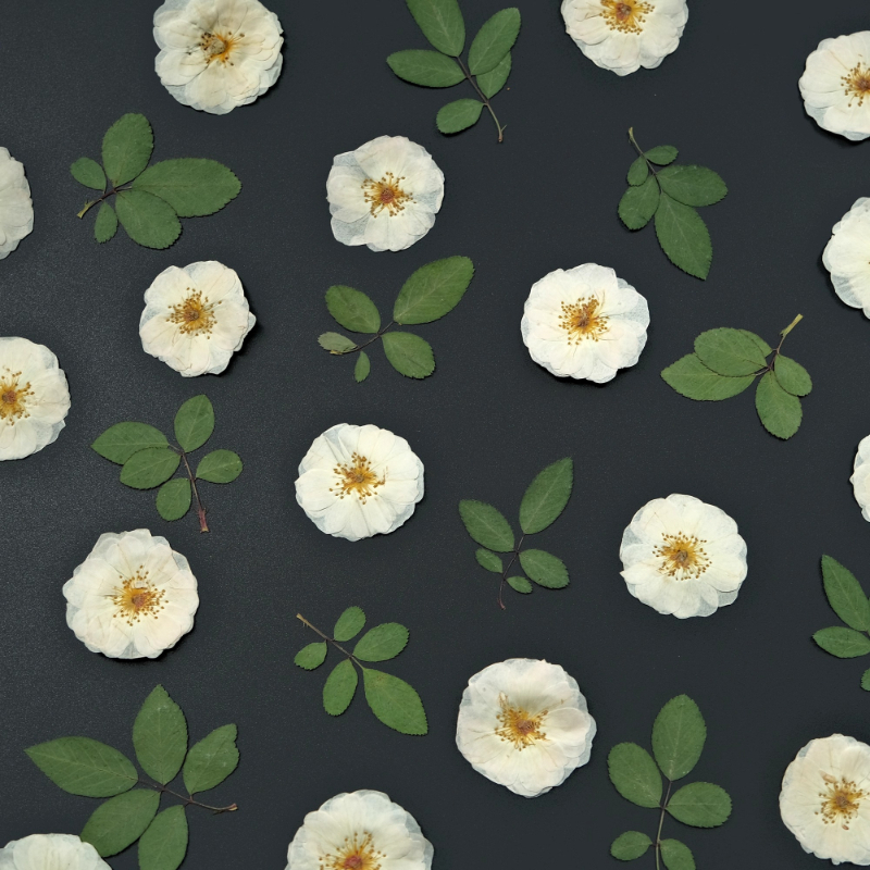 6pcs,9pcs,Nature White Rose Pr - Resin Craft Ideas recensie en prijs