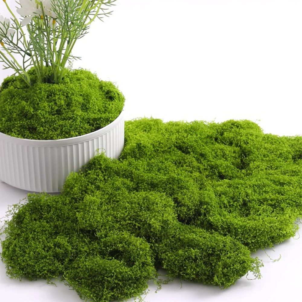 20/40/100g Eternal Life Moss D - Terrarium Moss Art recensie en prijs