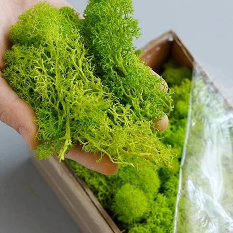 20/40/100g Eternal Life Moss D - Terrarium Moss Art recensie en prijs