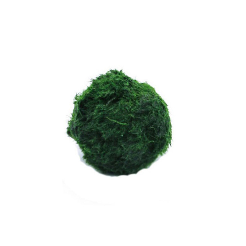Marimo Moss Balls Live Aquariu - Terrarium Moss Art recensie en prijs