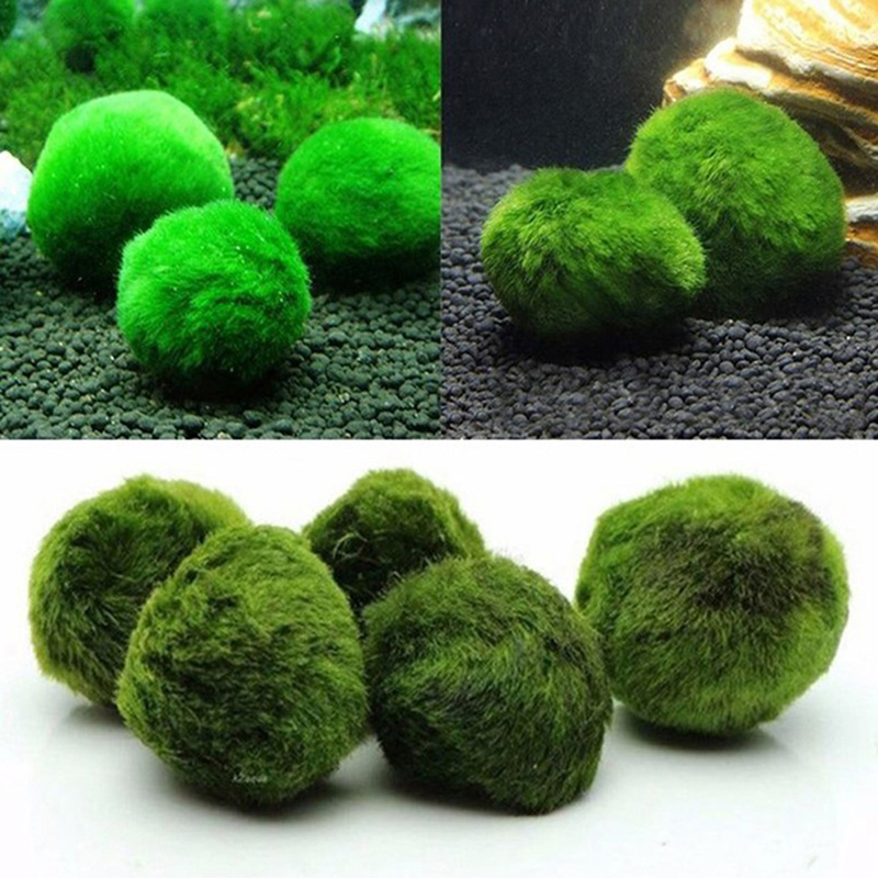 Marimo Moss Balls Live Aquariu - Terrarium Moss Art recensie en prijs
