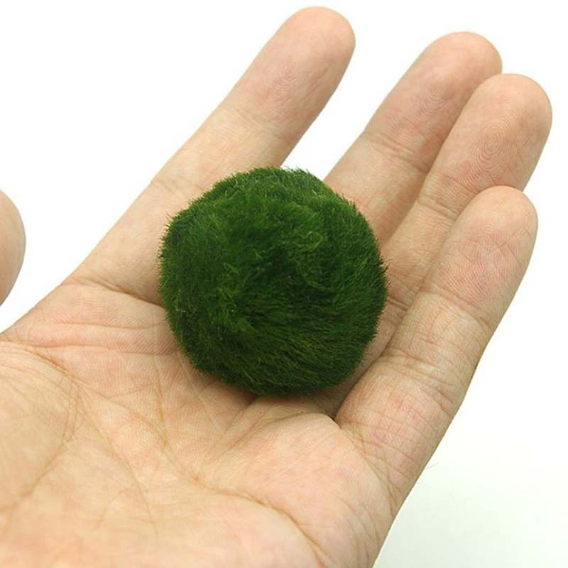 Marimo Moss Balls Live Aquariu - Terrarium Moss Art recensie en prijs
