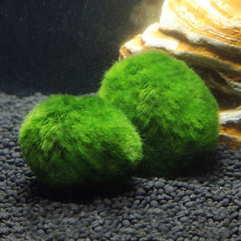 Marimo Moss Balls Live Aquariu - Terrarium Moss Art recensie en prijs