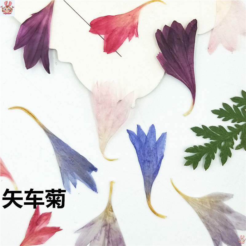 20 Plant Specimens, Cornflower - Resin Jewelry Kit recensie en prijs