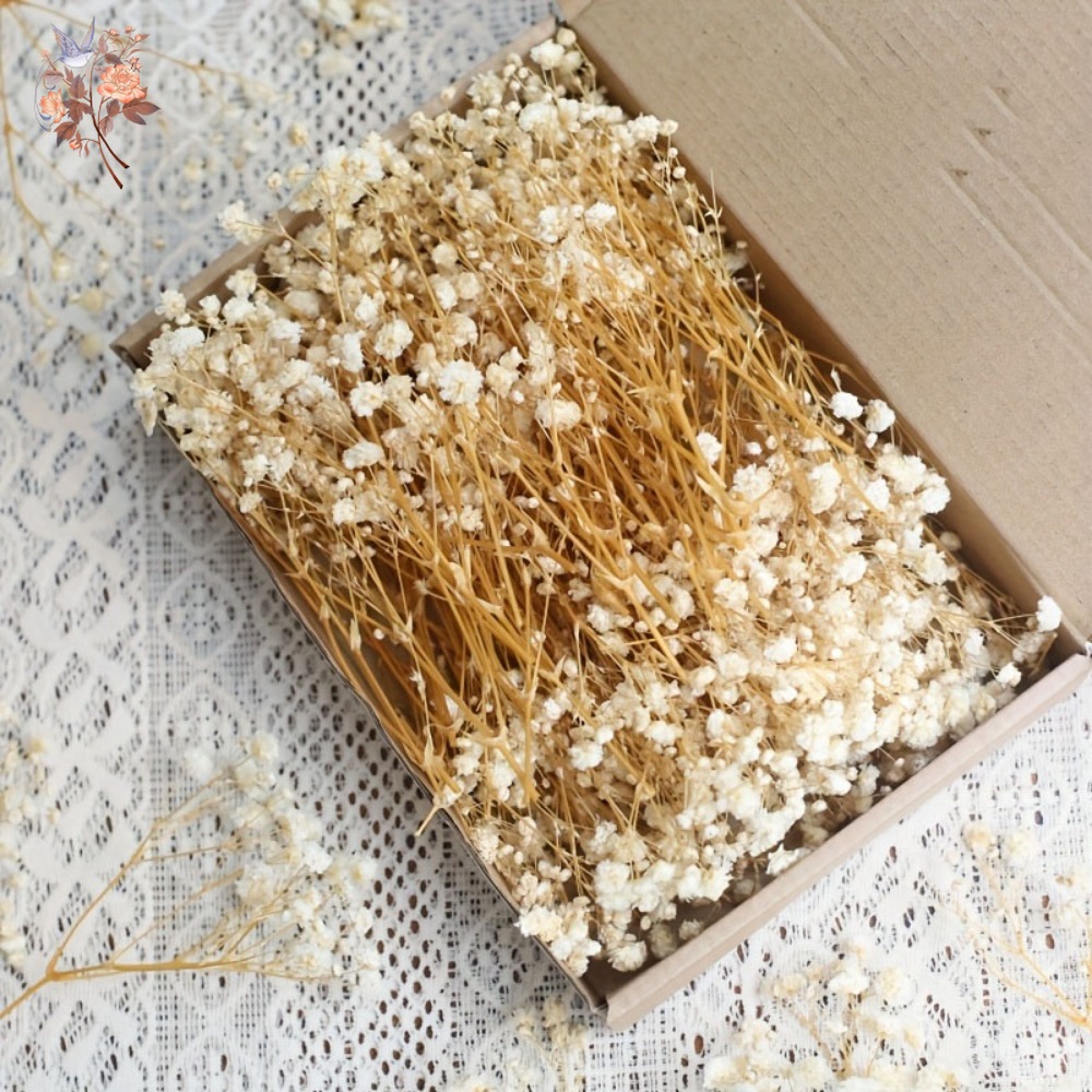 100pcs Mini Dried Baby's Breat - Resin Craft Ideas recensie en prijs
